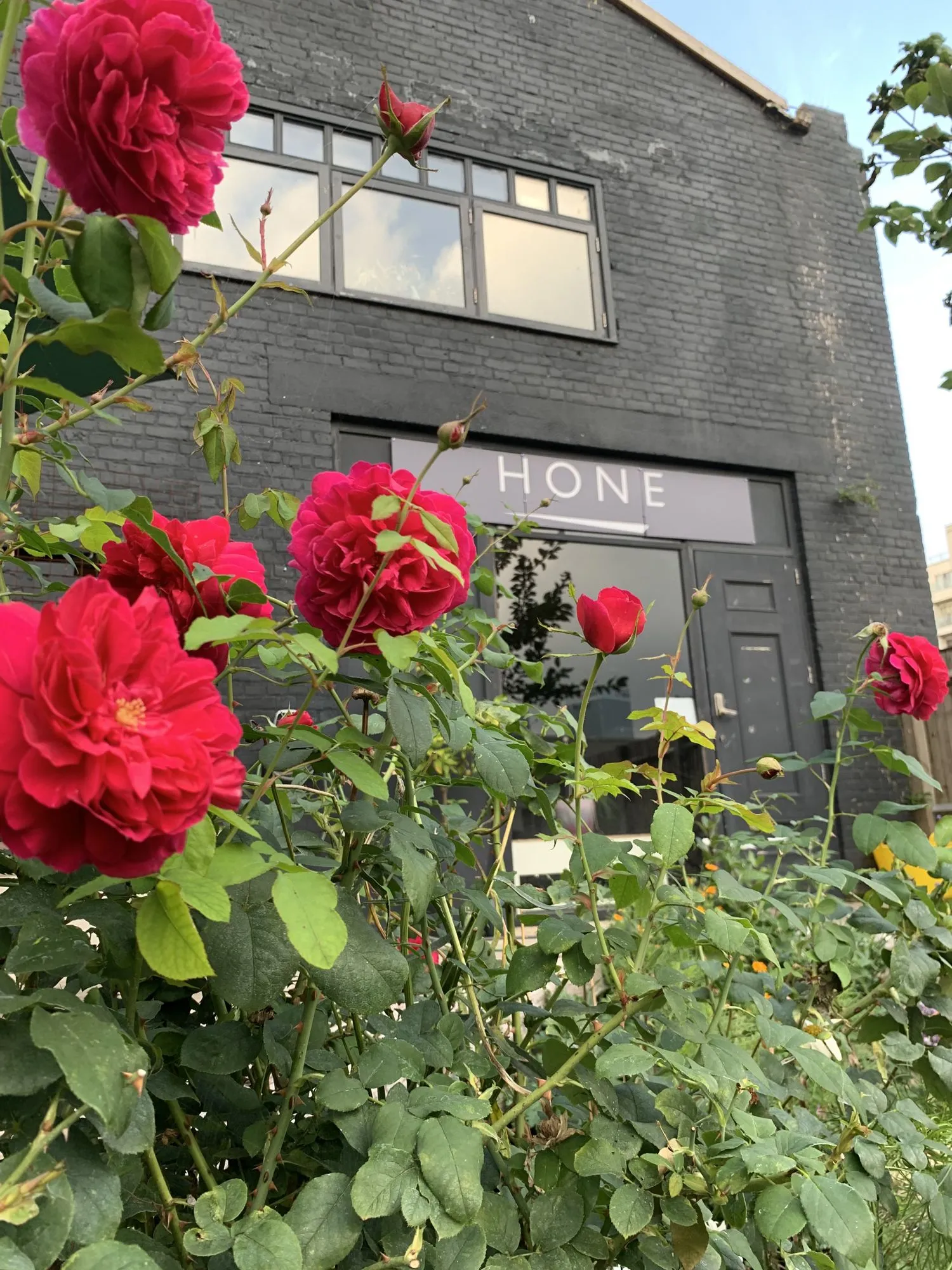 The Hone building on Pixley Street, roses at the door